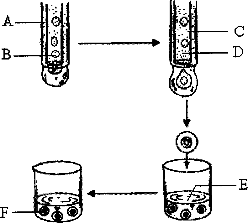 Anoectochilus formosanus Hayata artificial seed preparation method