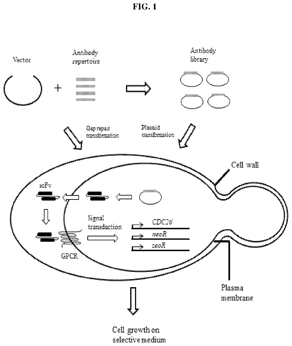 A yeast phenotypic screening method for isolation of functional antibodies against g-protein coupled receptors