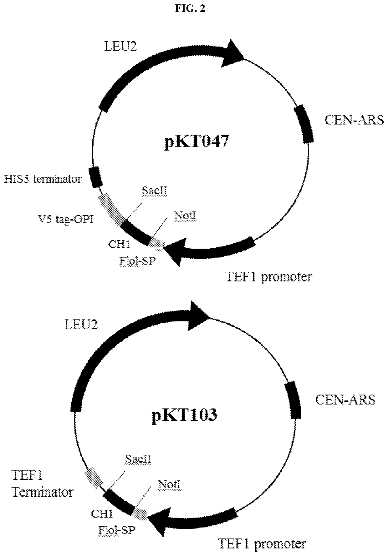 A yeast phenotypic screening method for isolation of functional antibodies against g-protein coupled receptors