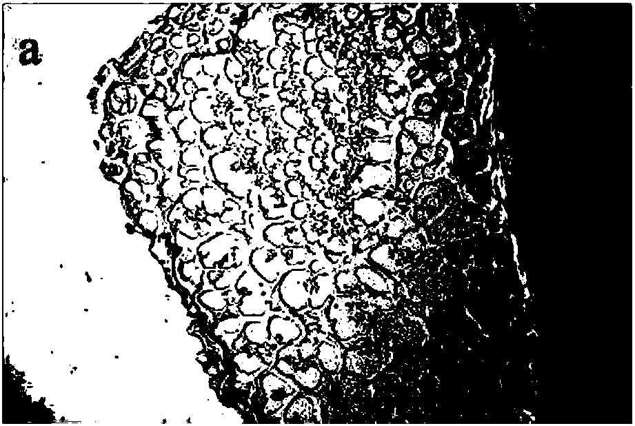 Method for weakening cyclodextrin glucosyltransferase product inhibition