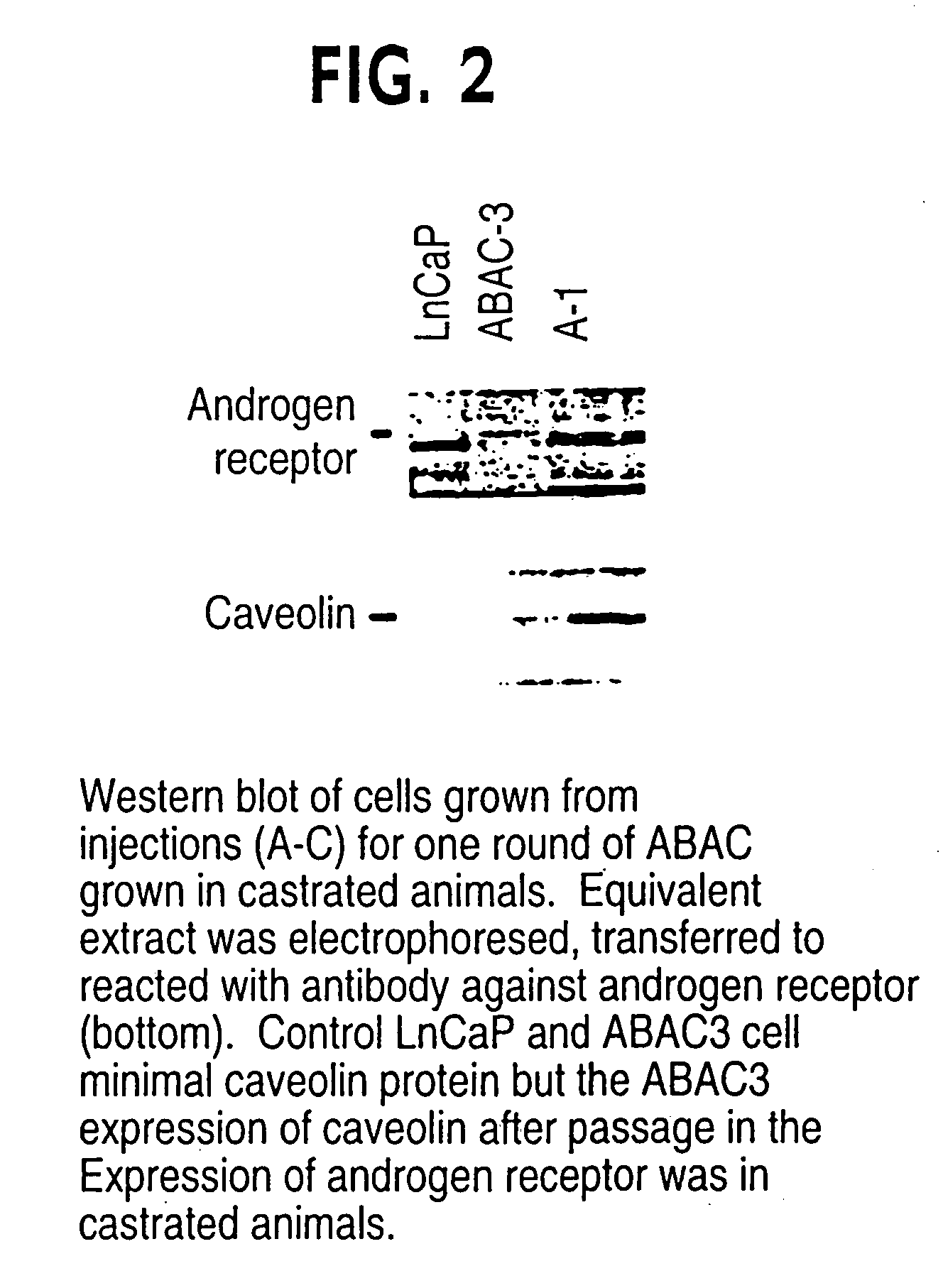 Sequences for targeting metastatic cells