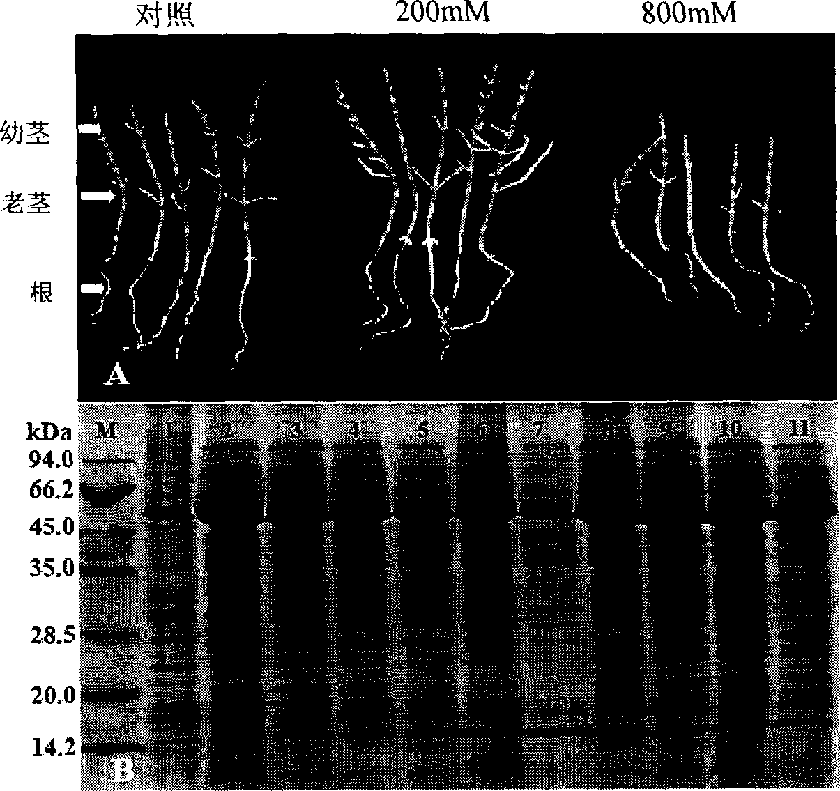 Extraction method of plant total protein and special extract for the same