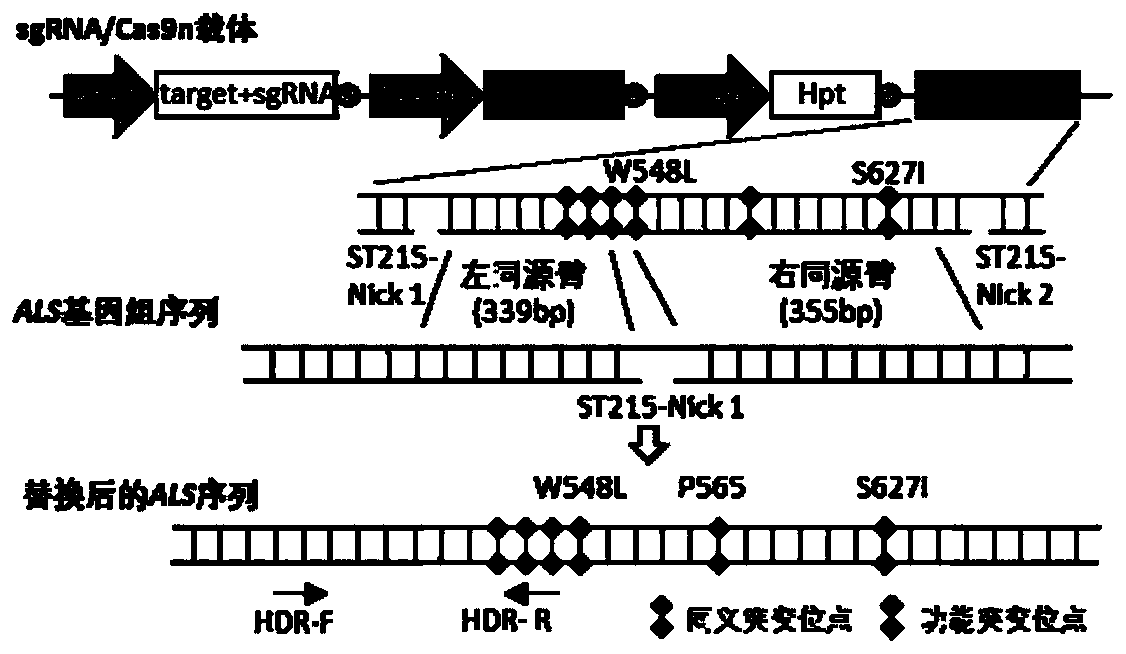 Method for improving plant gene replacing efficiency