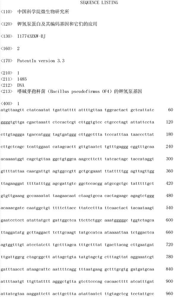 K&lt;+&gt;/H&lt;+&gt;antiporter protein, its coding gene, and applications of protein and coding gene