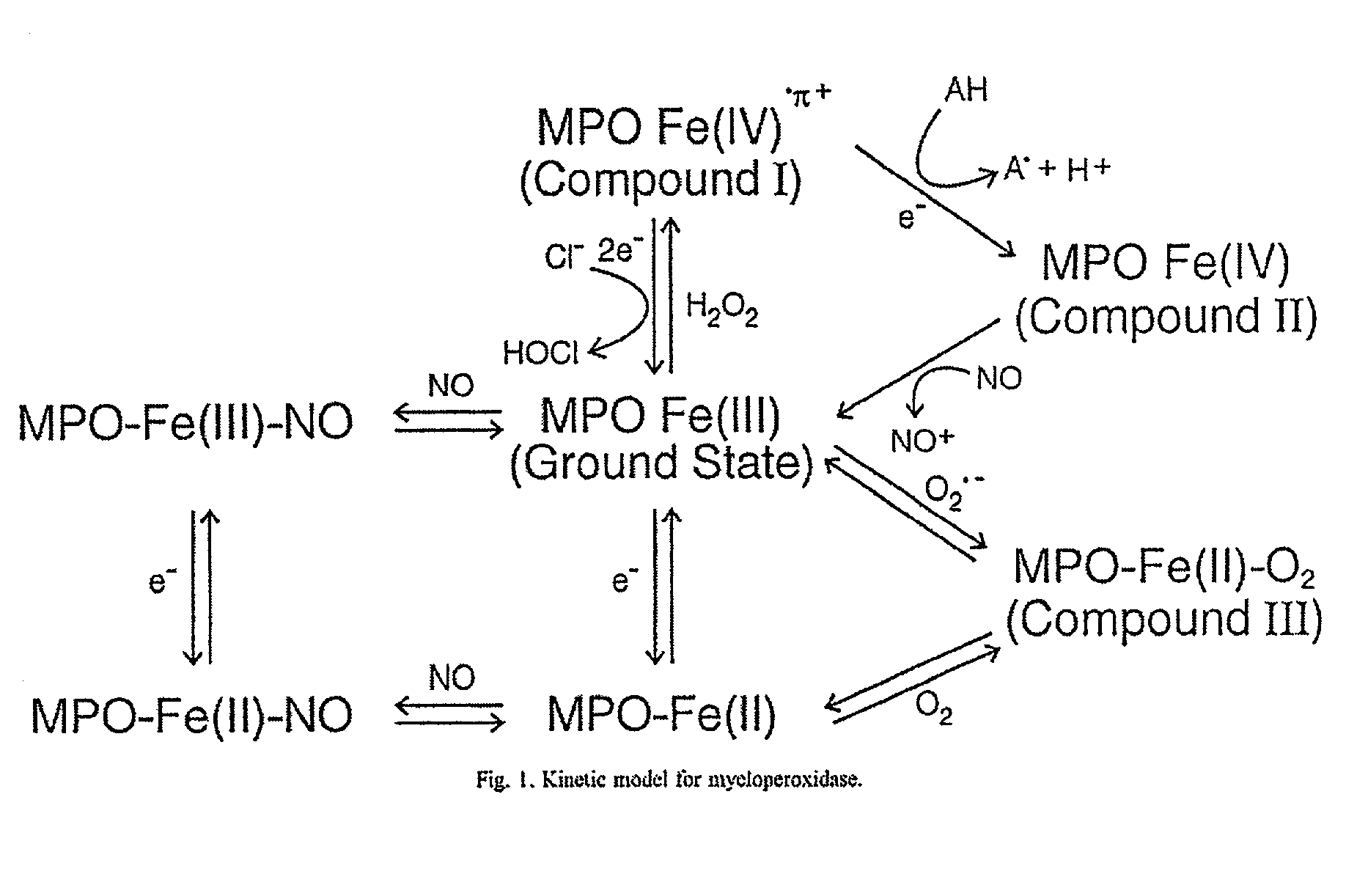 Myeloperoxidase, a risk indicator for cardiovascular disease