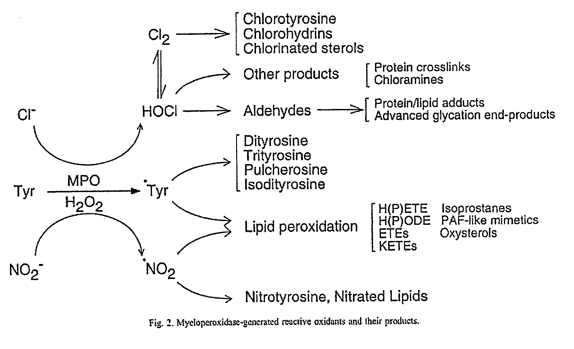 Myeloperoxidase, a risk indicator for cardiovascular disease