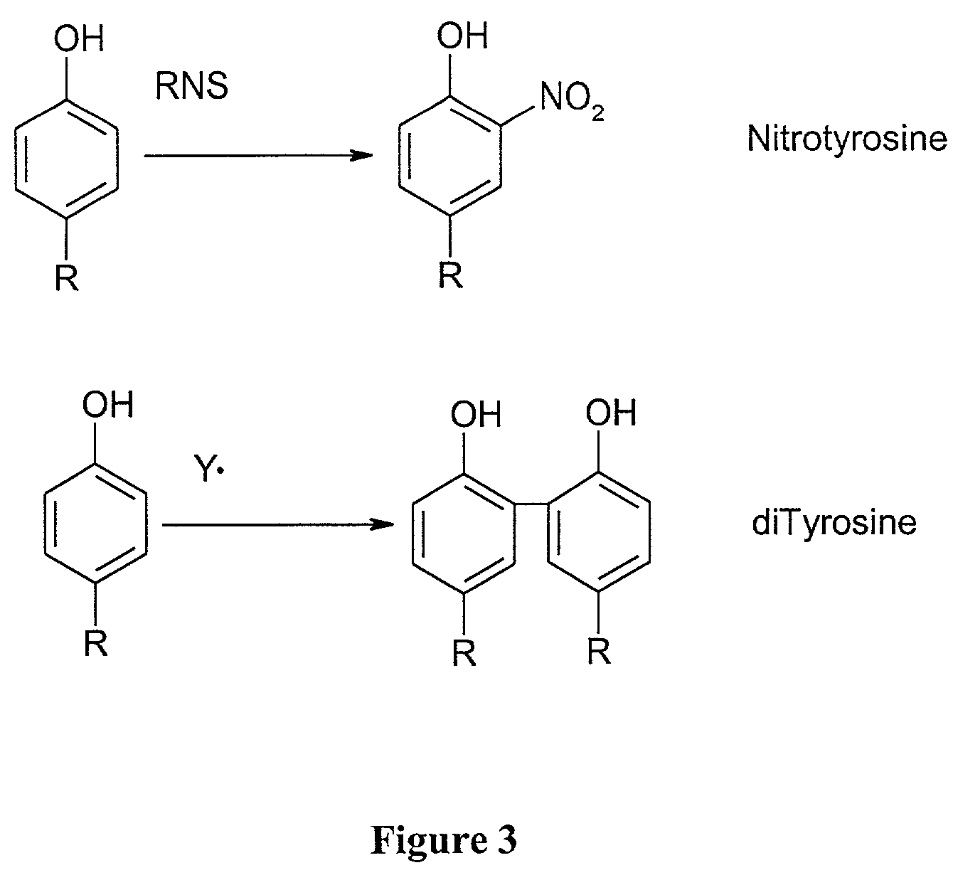 Myeloperoxidase, a risk indicator for cardiovascular disease