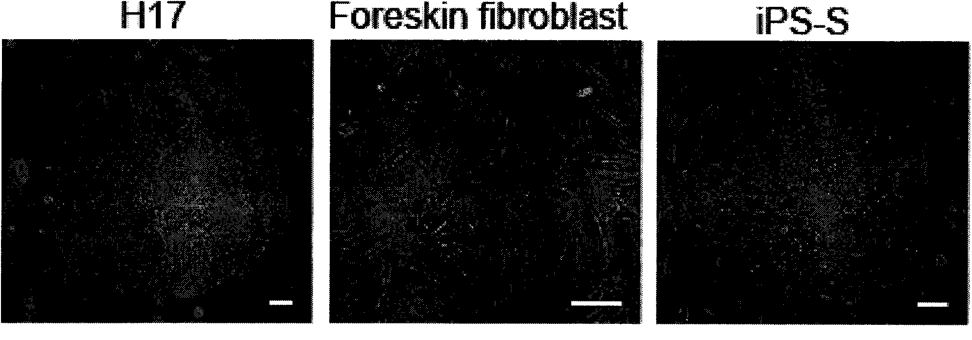 Method for producing induced multipotential stem cell