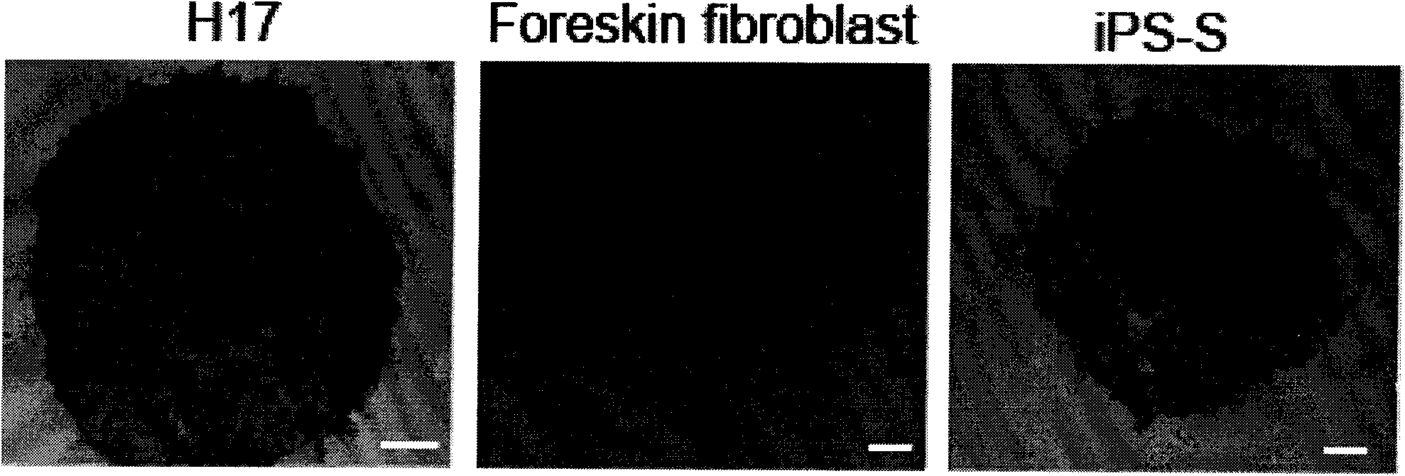 Method for producing induced multipotential stem cell