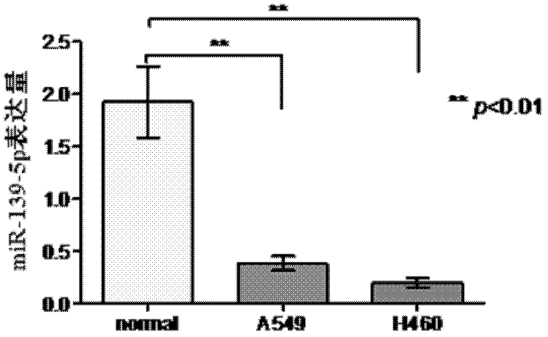 miRNA molecule and application thereof