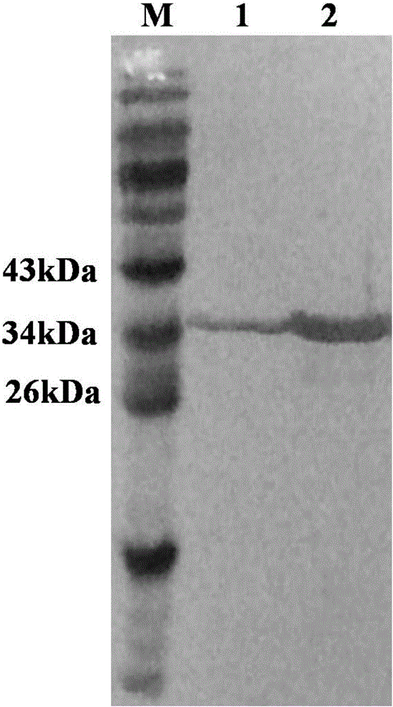 Schistosoma japonicum SjPPase recombinant antigen protein and preparation method and application thereof