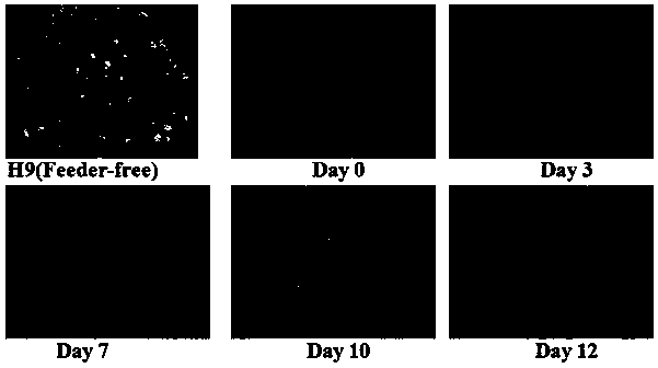 Environmental chemical myocardium development toxicity evaluation technical method