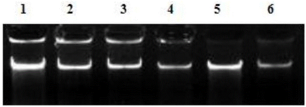 Primer for detecting potato ralstonia solancearum and PCR detection method adopted by primer