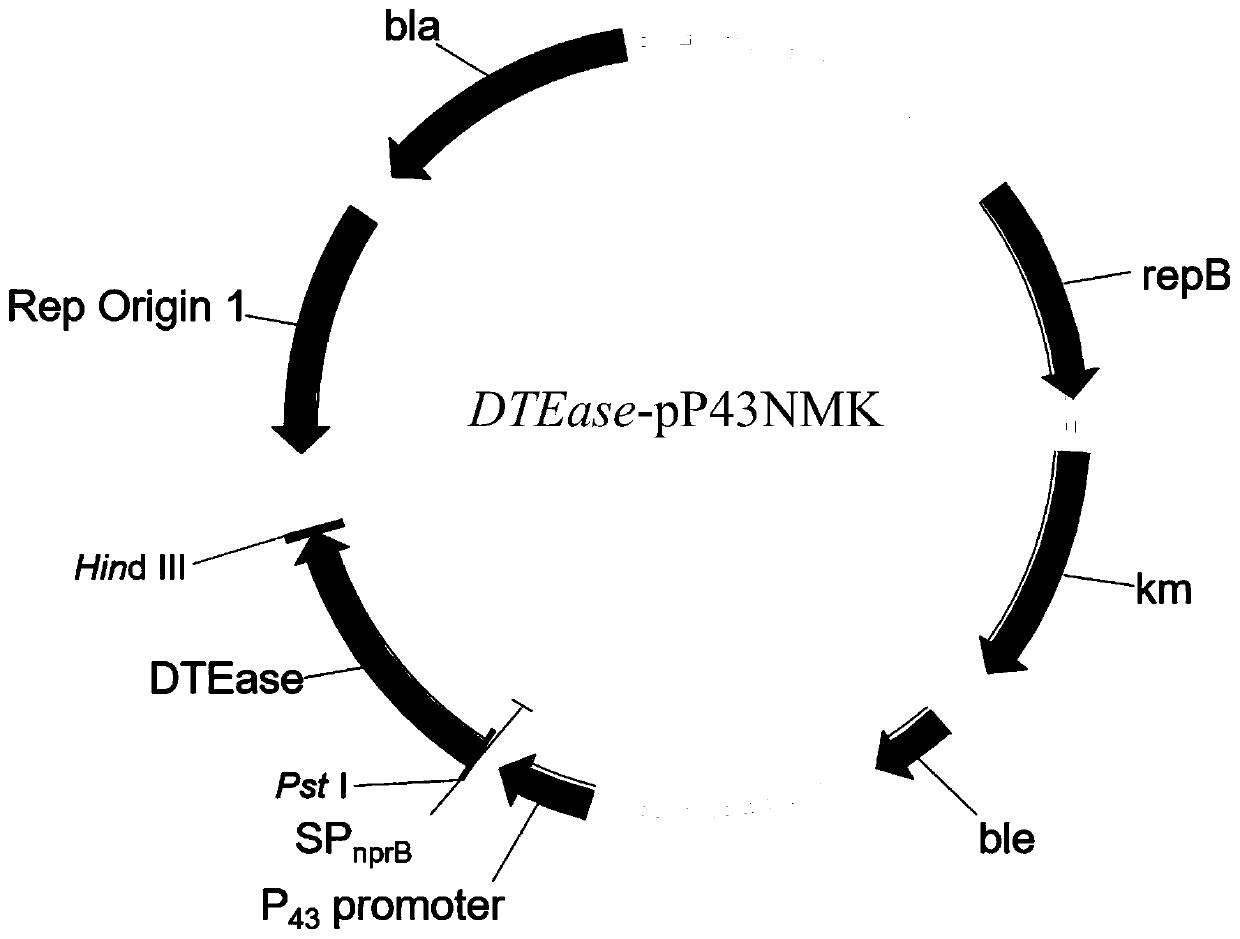 Genetic engineering bacterium highly producing D-allulose and application of genetic engineering bacterium