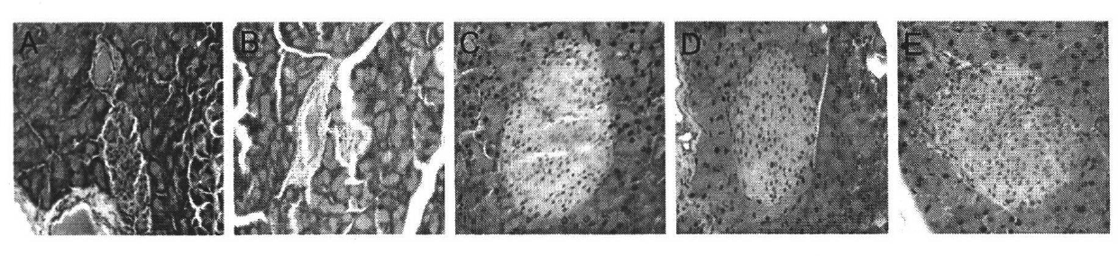 Novel peptide, applications and preparation method thereof