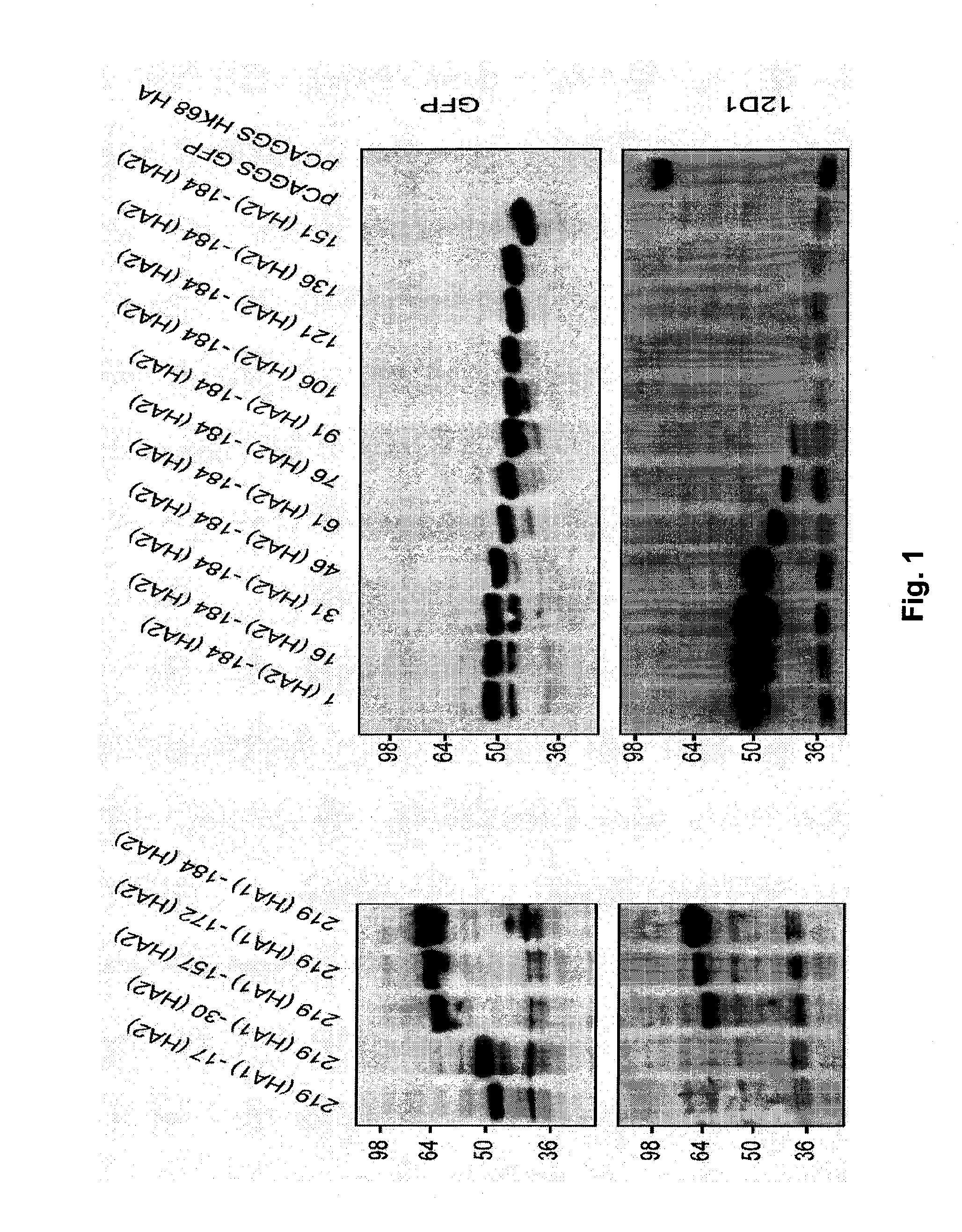 Vaccines for use in the prophylaxis and treatment of influenza virus disease