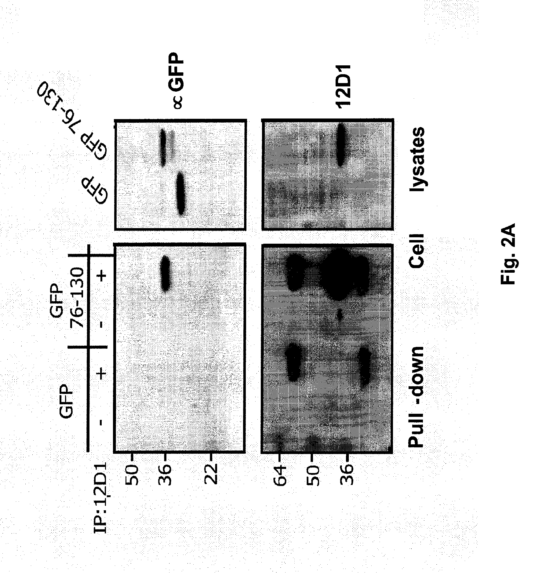 Vaccines for use in the prophylaxis and treatment of influenza virus disease