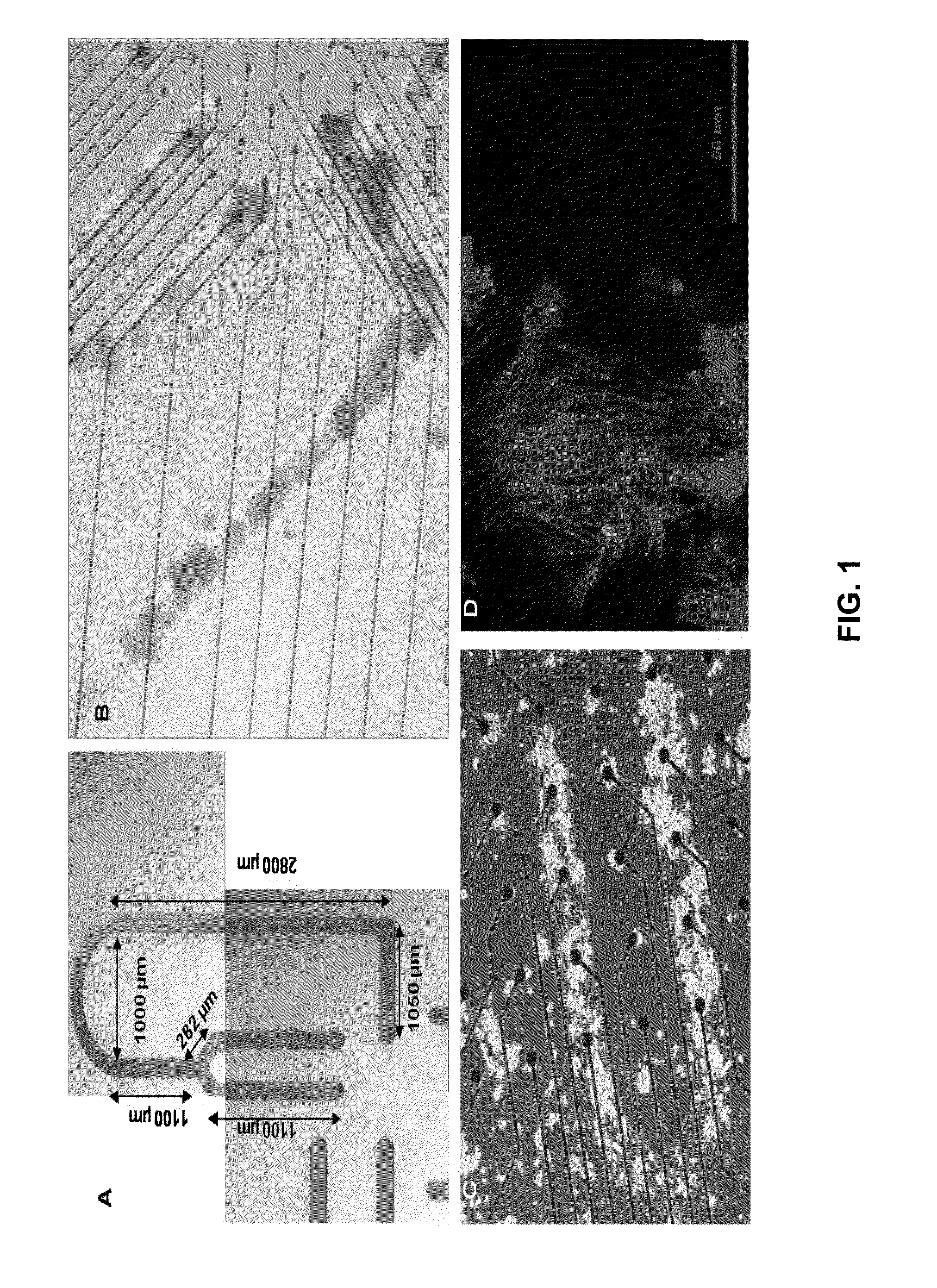 Patterned cardiomyocyte culture on microelectrode array