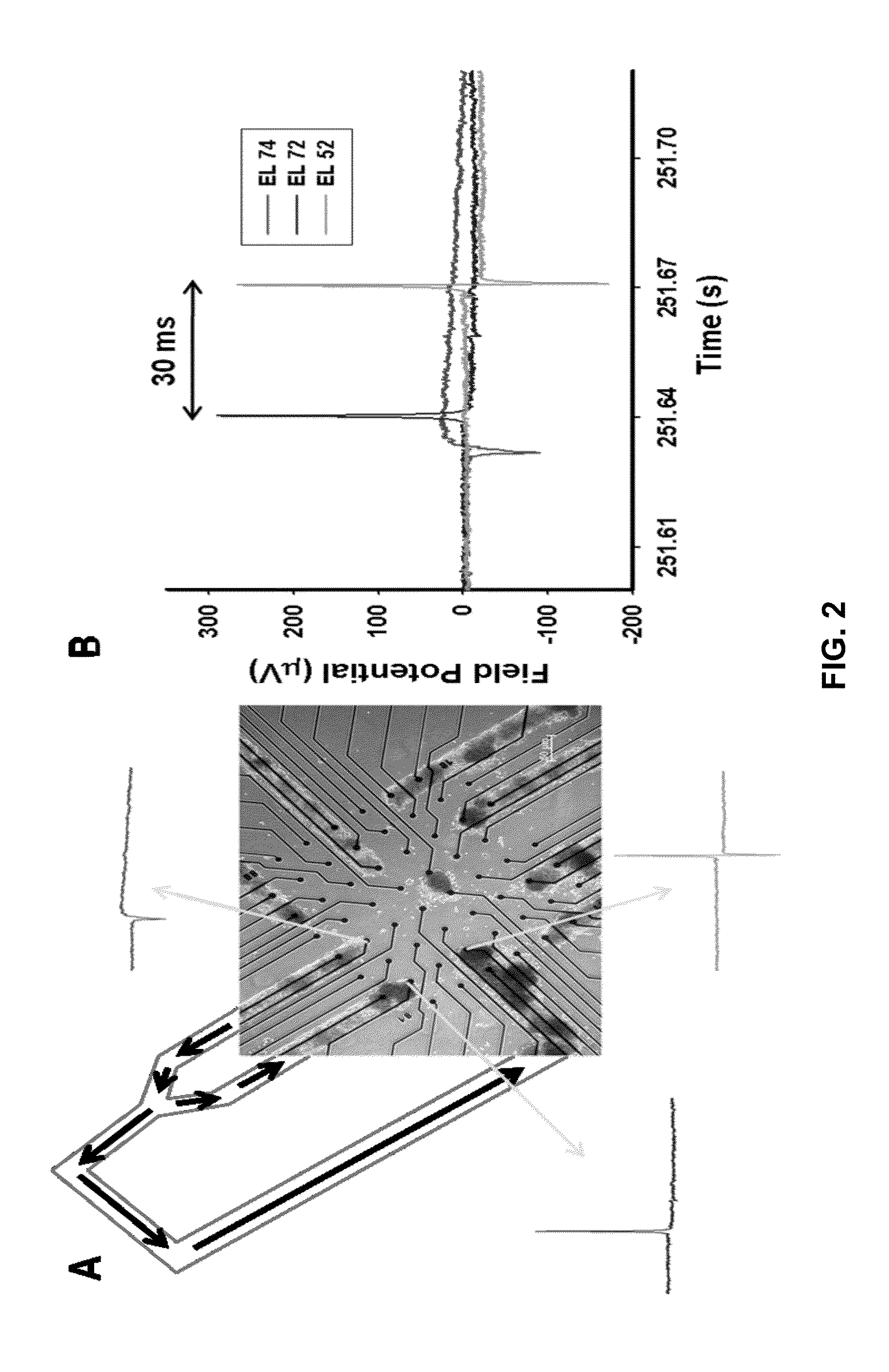 Patterned cardiomyocyte culture on microelectrode array