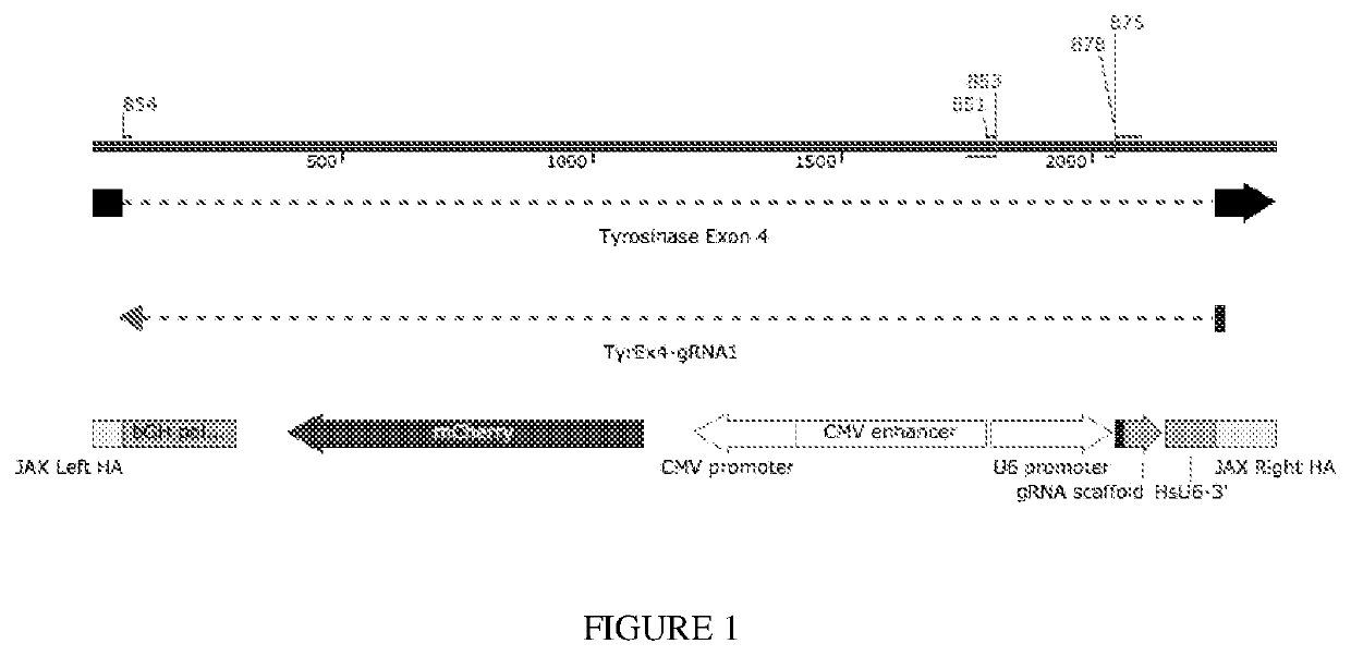 Method to Implement a CRISPR Gene Drive in Mammals