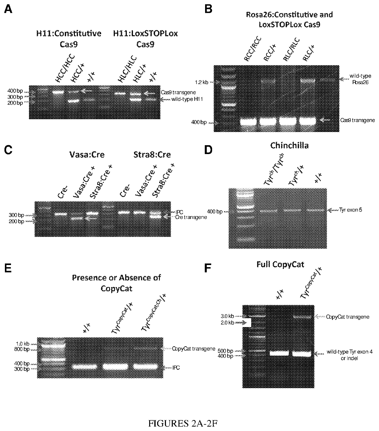 Method to Implement a CRISPR Gene Drive in Mammals