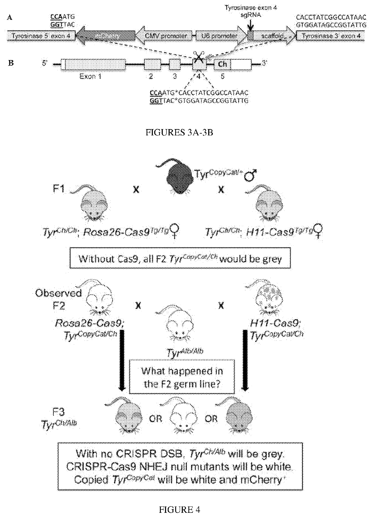 Method to Implement a CRISPR Gene Drive in Mammals