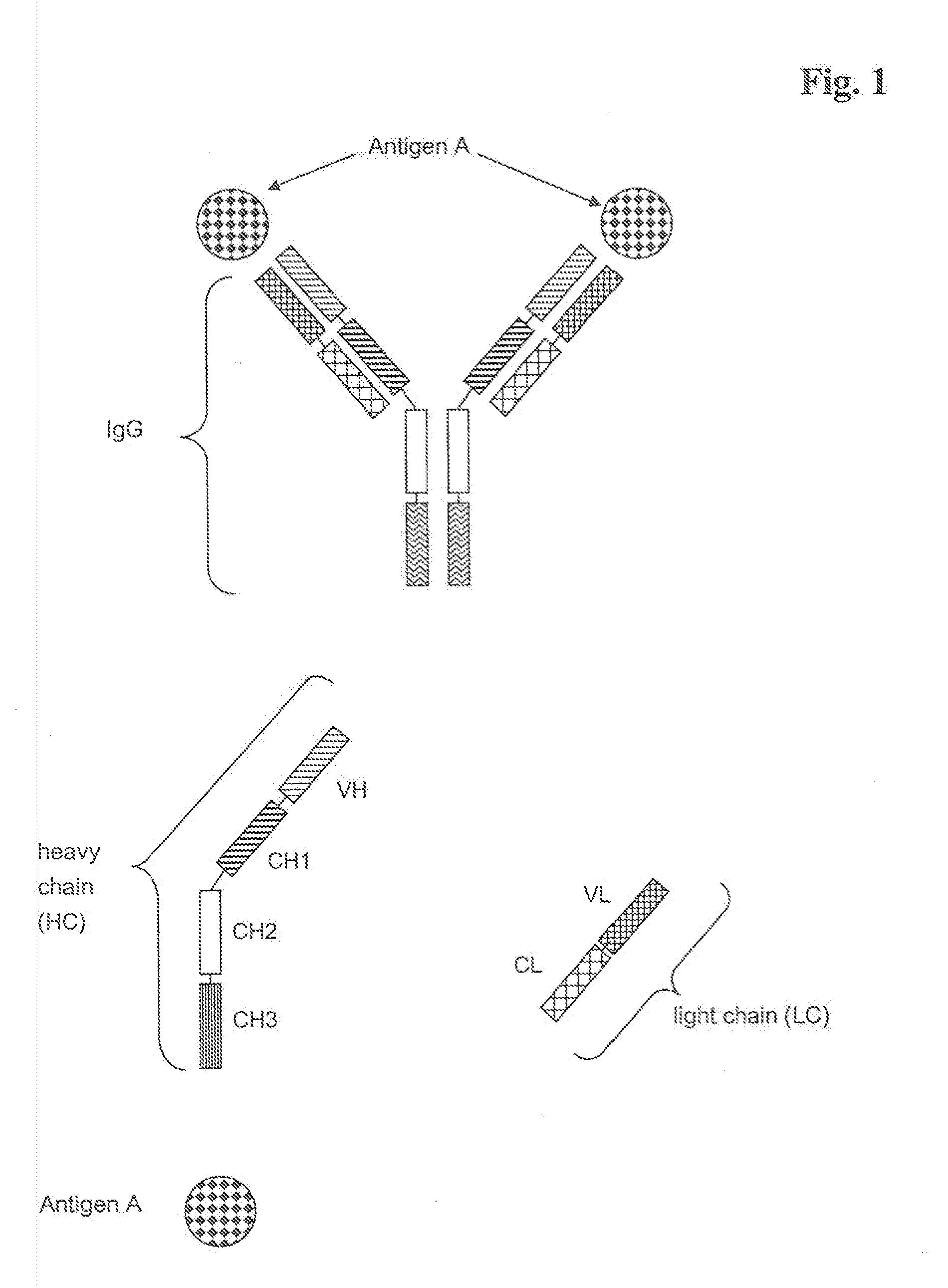 Bivalent, bispecific antibodies