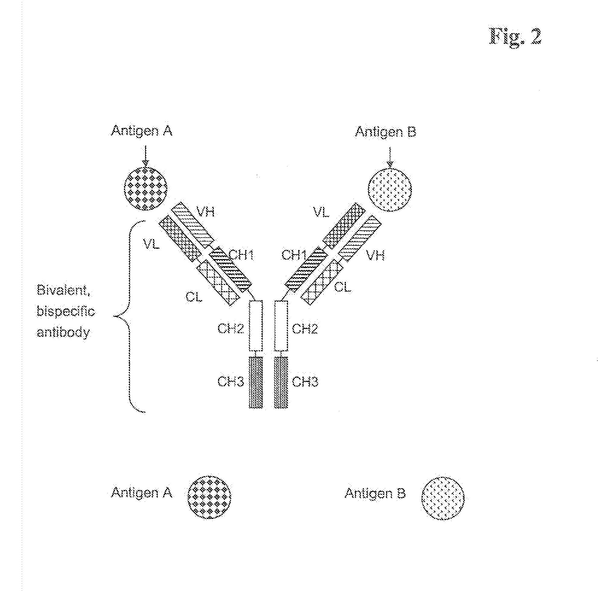 Bivalent, bispecific antibodies