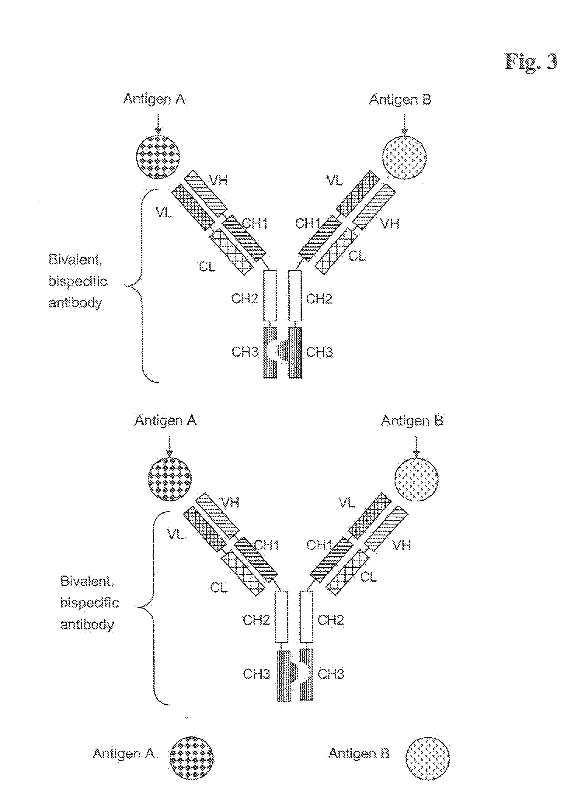 Bivalent, bispecific antibodies