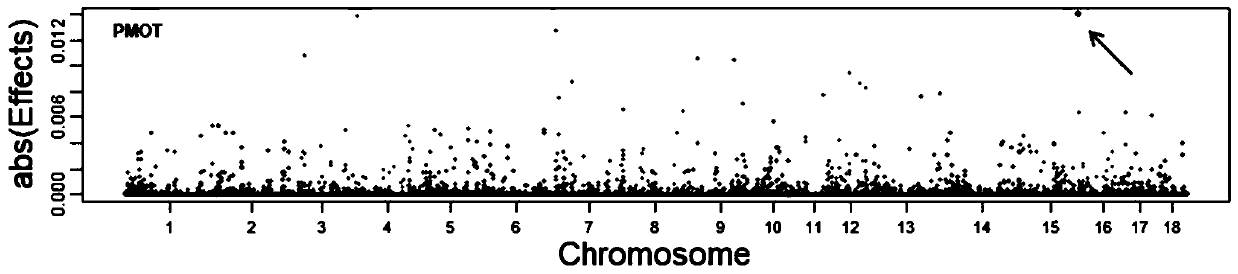 Molecular genetic marker related to linear movement of boar sperm and its application and acquisition method thereof