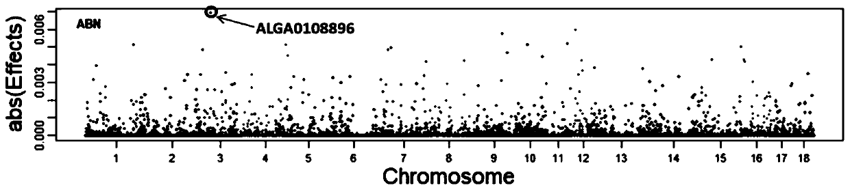 Molecular genetic marker related to linear movement of boar sperm and its application and acquisition method thereof