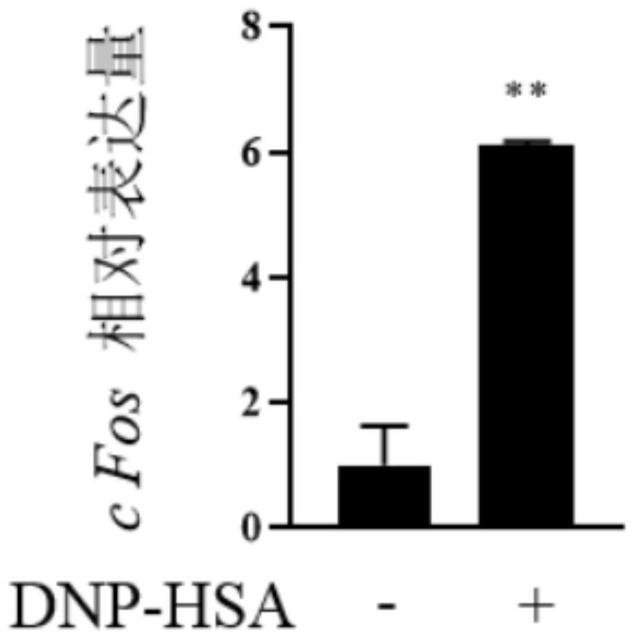 Application of a compound in the preparation of antiallergic drugs