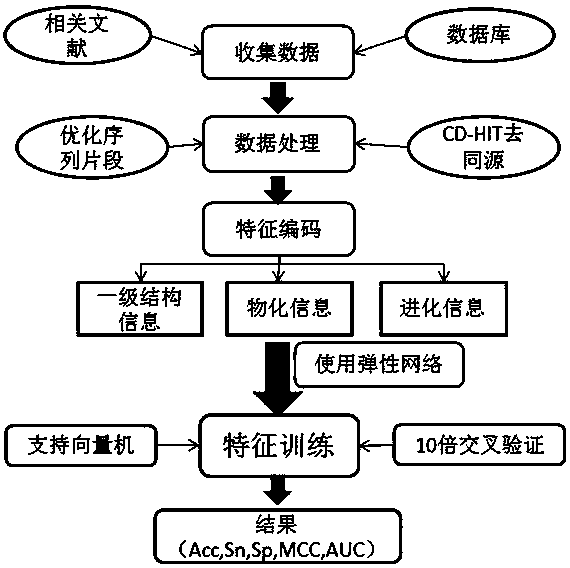 Prokaryotic protein acetylation site prediction method