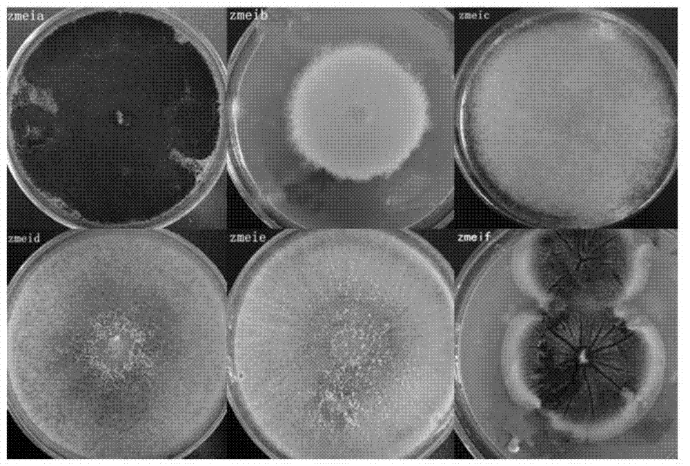 Preparation and application of special mildew preventing agent for bamboo wood and bamboo products