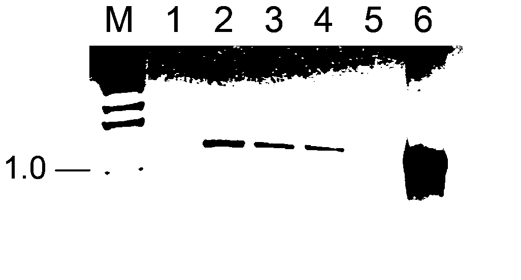 Method for knocking out ibuprofen fosmid catechol dioxygenase gene