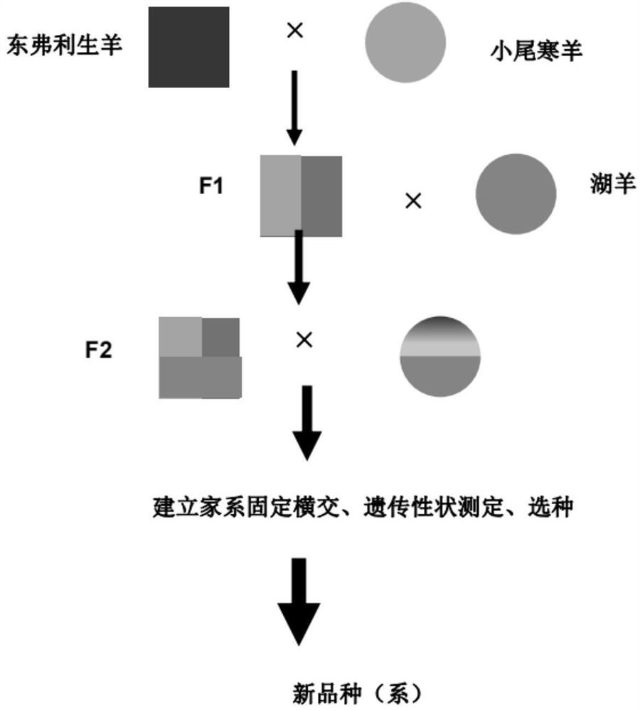 Breeding method and application of a new strain of lamb with high reproductive ability