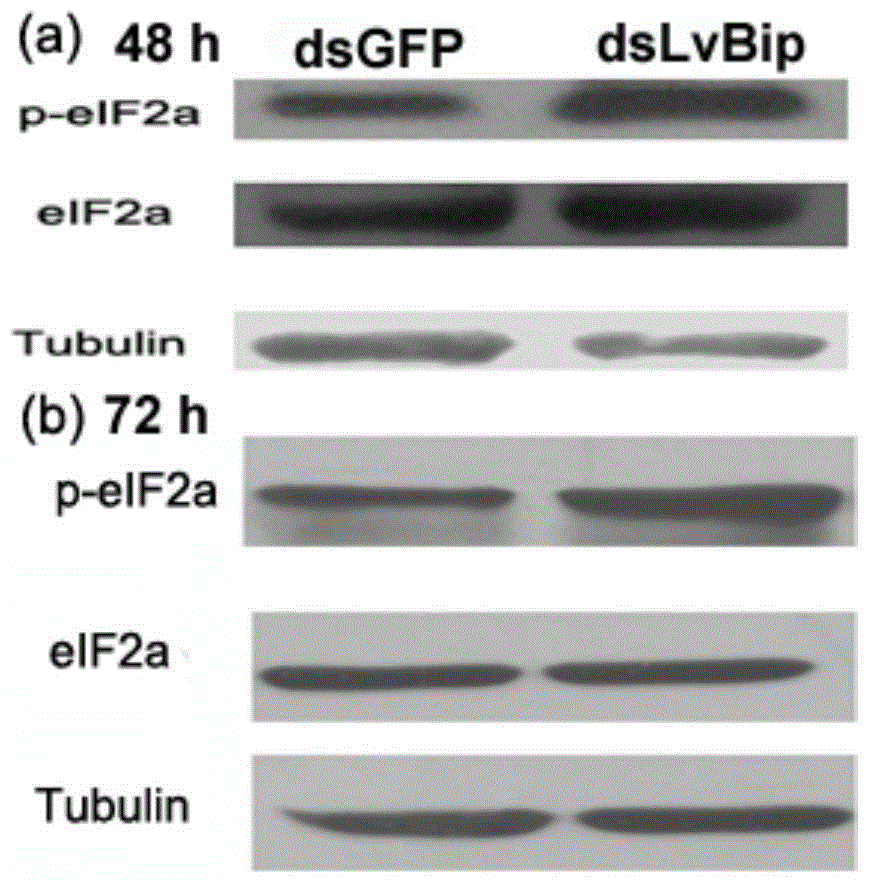 Method for inducing blood lymphocyte of litopenaeus vannamei to generate UPR (unfolded protein response) by means of RNA interference technology