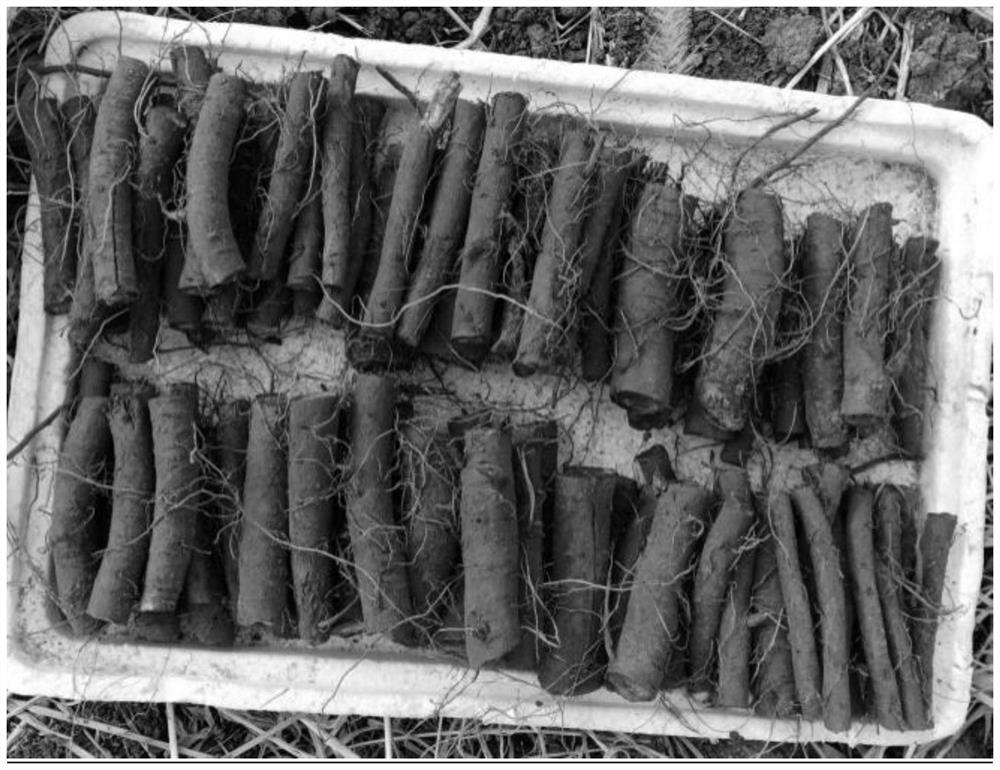 Cultivation method of salvia miltiorrhiza root segment seedlings and propagation method of salvia miltiorrhiza