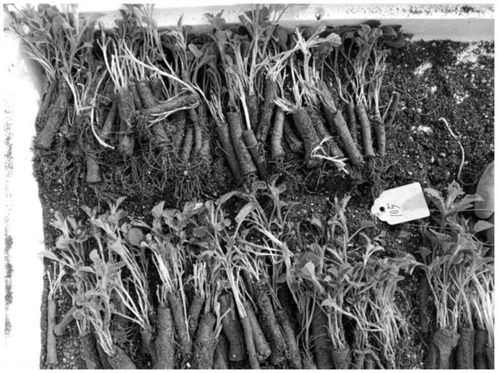 Cultivation method of salvia miltiorrhiza root segment seedlings and propagation method of salvia miltiorrhiza