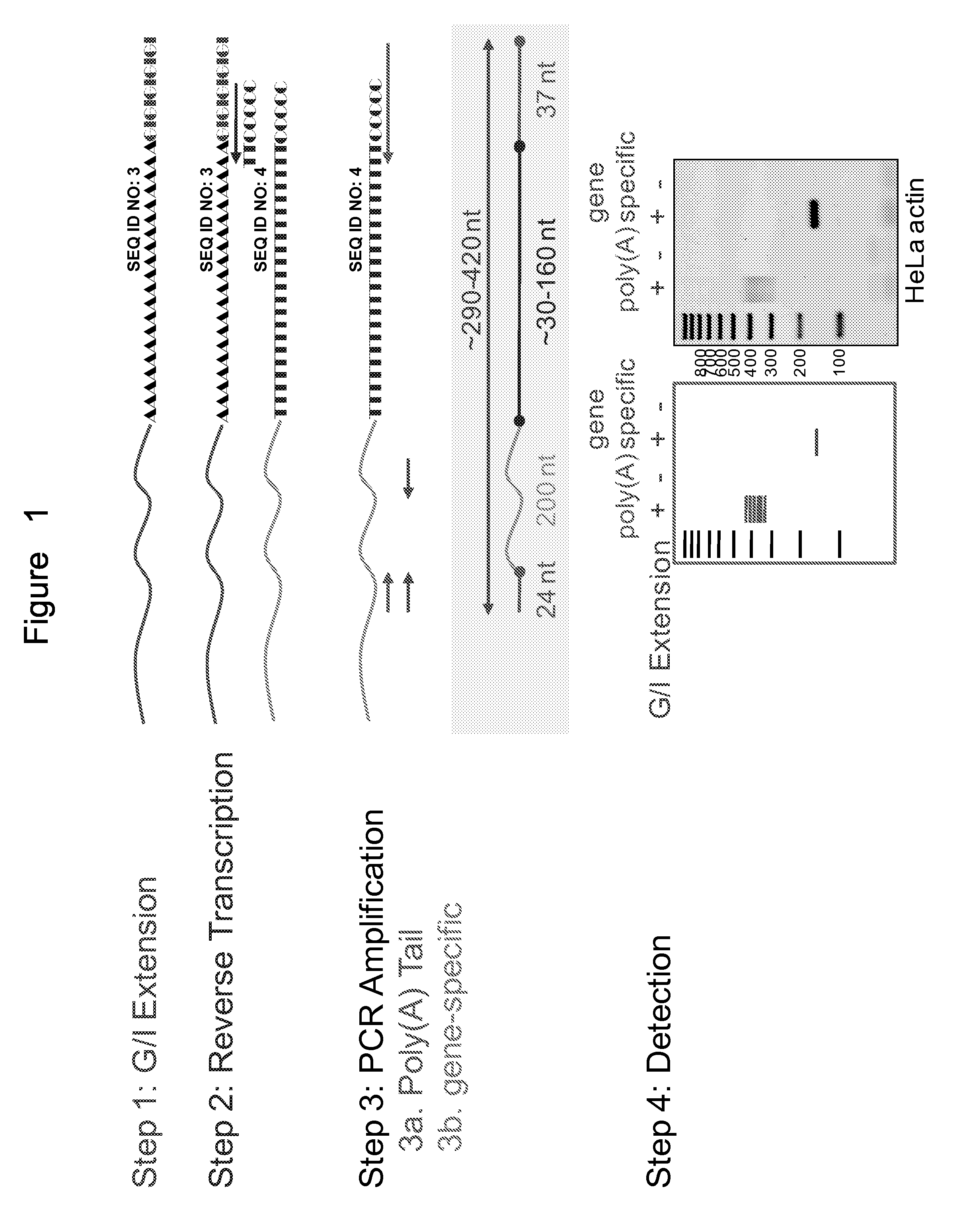 Poly(A) Tail Length Measurement by PCR