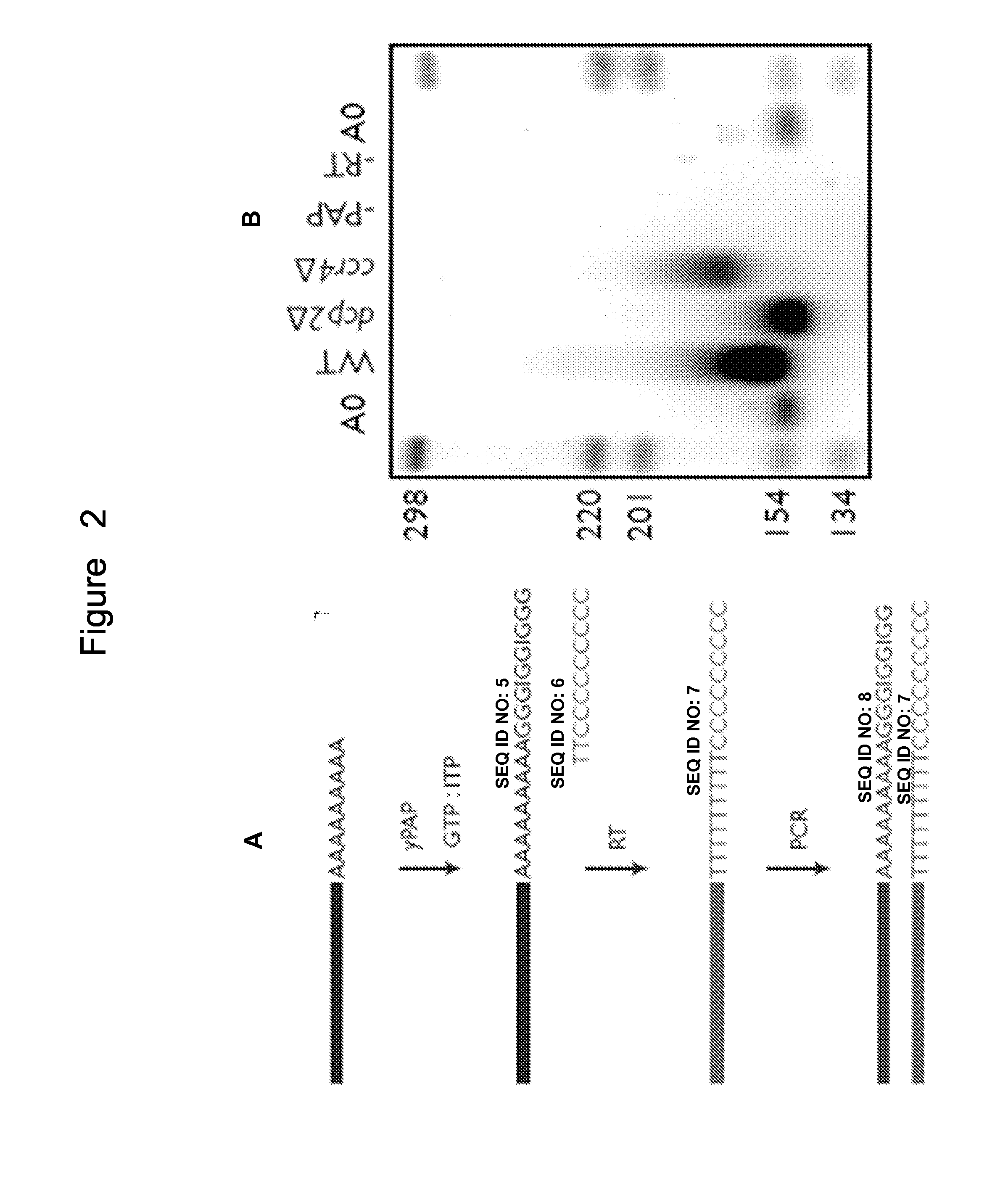 Poly(A) Tail Length Measurement by PCR