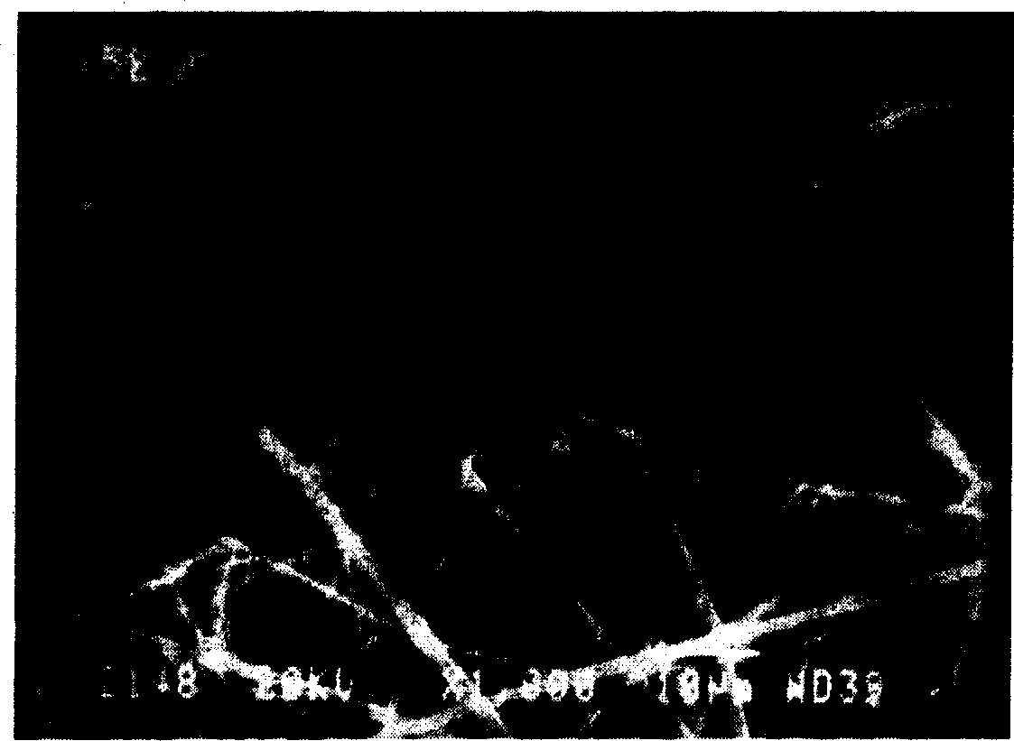 Ultrafine fibre preparation of taxol and method and apparatus for preparing the same