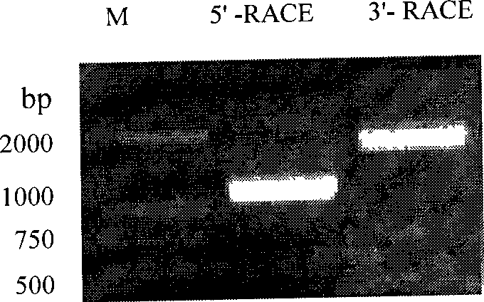 Plant parthenocarpy regulation gene and use thereof