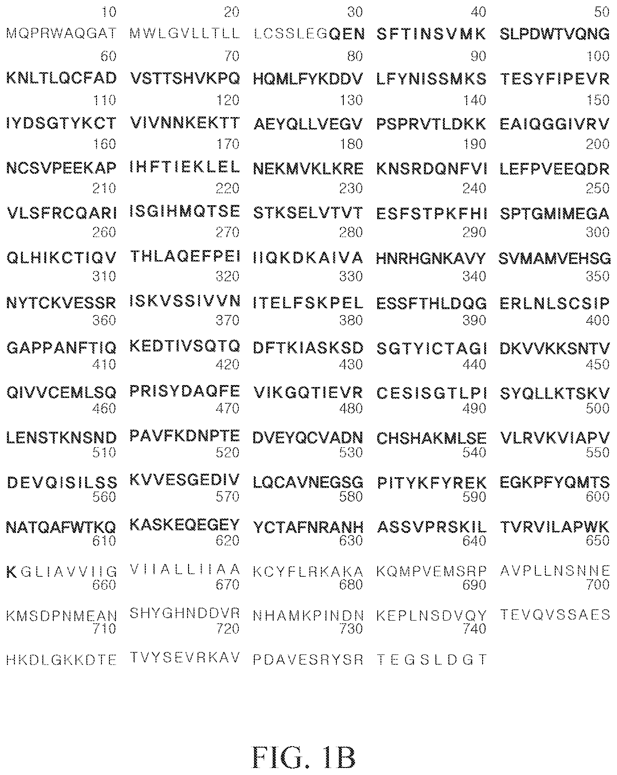 Antibody for pure isolation of vascular endothelial cells and preparation method thereof