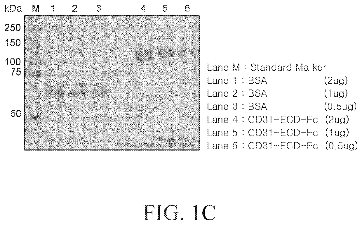 Antibody for pure isolation of vascular endothelial cells and preparation method thereof