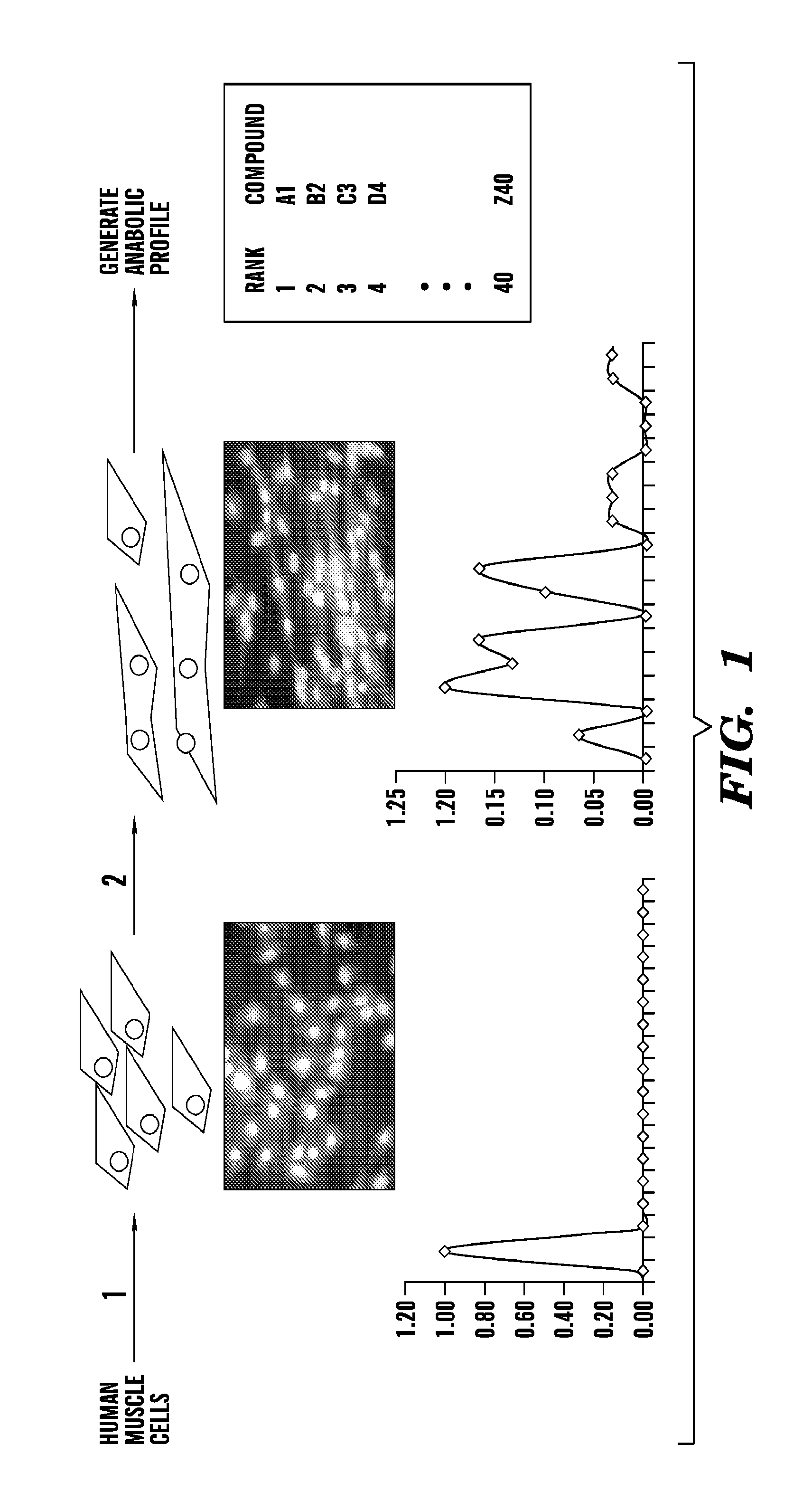 Assays, systems, and methods for obtaining personalized anabolic profiles