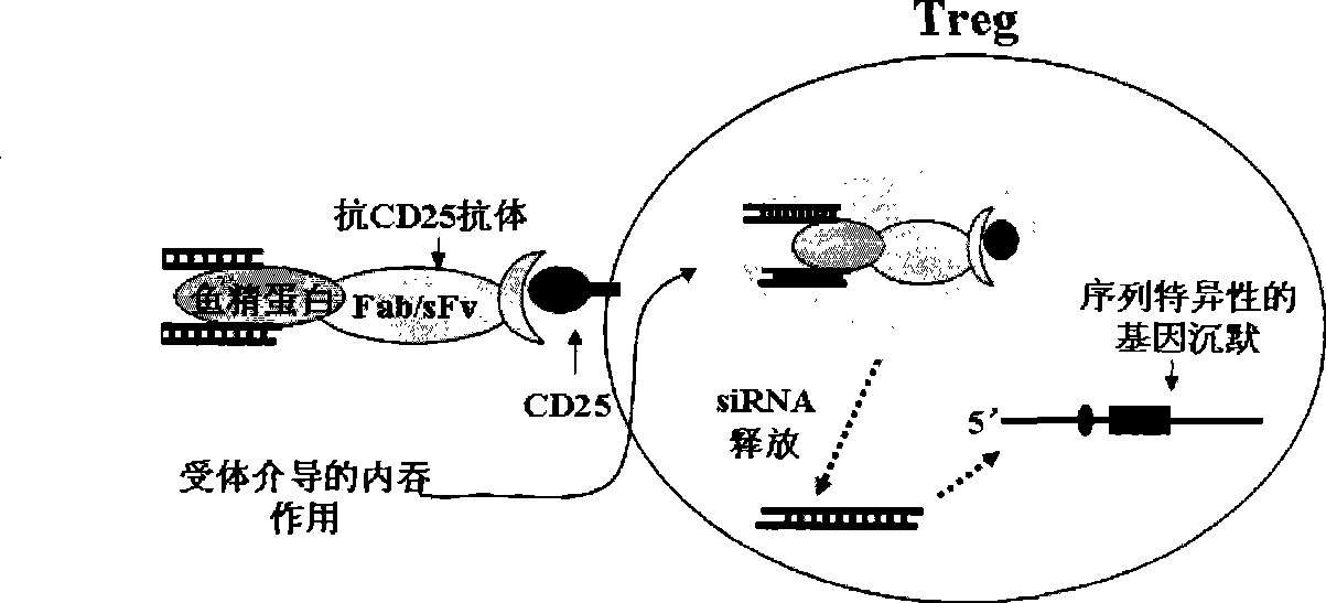 Composite capable of strengthening anti-tumor immune response