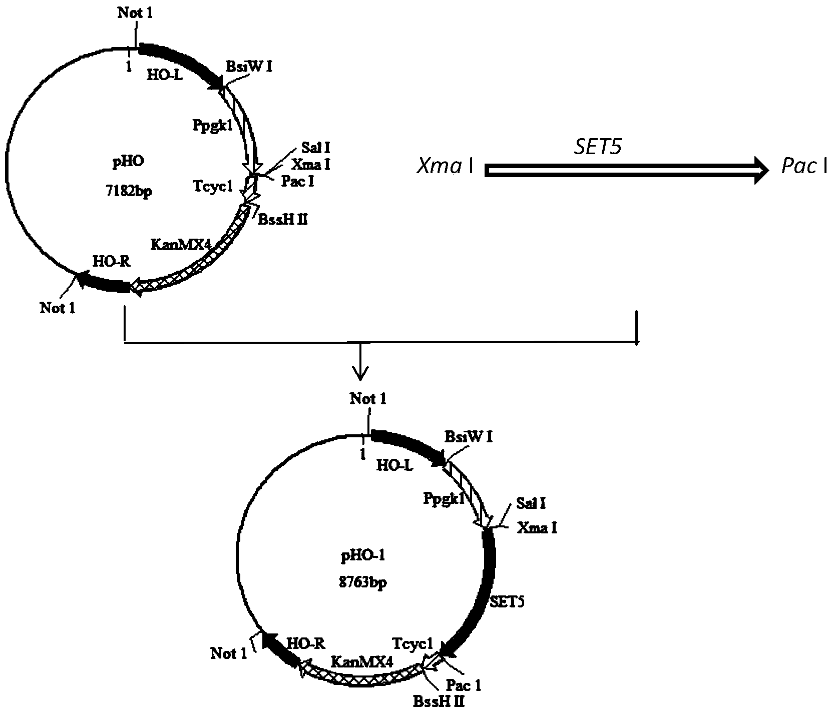 Recombined saccharomyces cerevisiae strain with stress tolerance