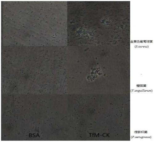 A kind of Songjiang perch creatine kinase tfm-ck gene, Songjiang perch tfm-ck recombinant protein and application thereof