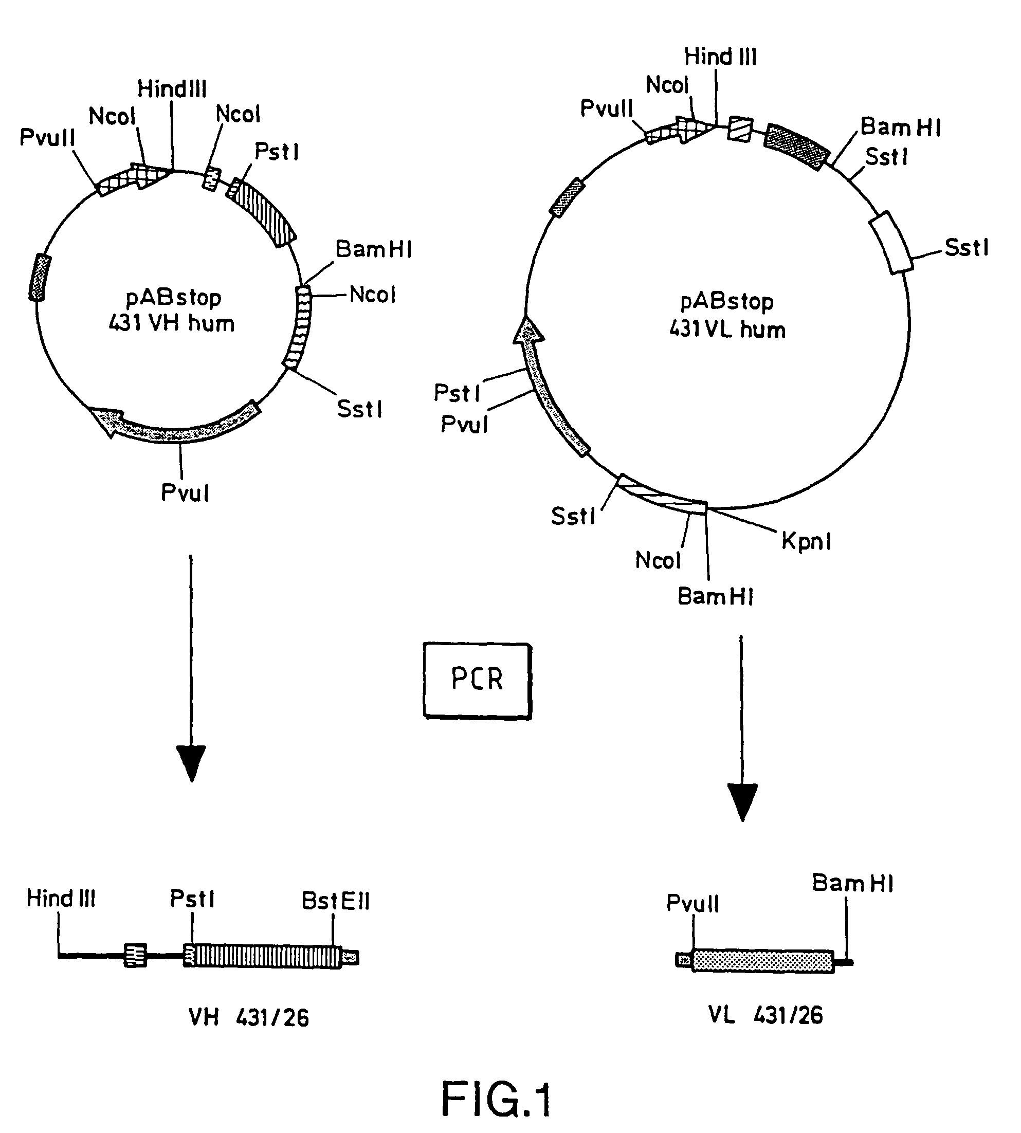 Bifunctional glycoproteins having a modified carbohydrate complement and their use in tumor-selective therapy